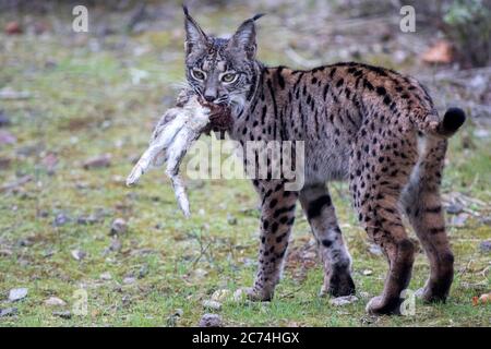 Iberian lynx (Lynx pardinus), carrying a just caught rabbit, Spain Stock Photo