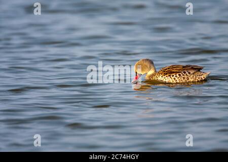 Cape teal (Anas capensis), swimming in lake at Walvis bay, Namibia Stock Photo