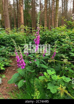 common foxglove, purple foxglove (Digitalis purpurea), blooming at forest edge, Germany, North Rhine-Westphalia Stock Photo