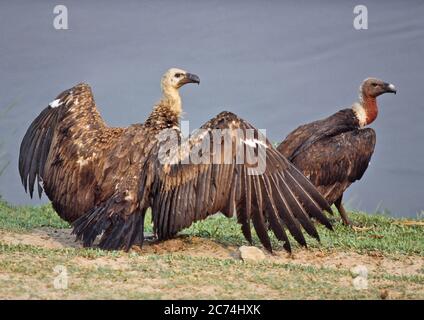 Oriental white-backed vulture (Gyps bengalensis), Critically endangered White-rumped Vultures at river bank in Koshi Tappu, adult and juvenile, Nepal Stock Photo