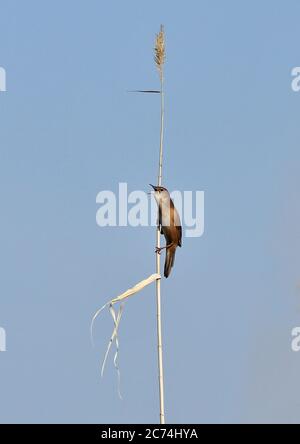 savi's warbler (Locustella luscinioides fusca), singing on top of reed, Europe Stock Photo