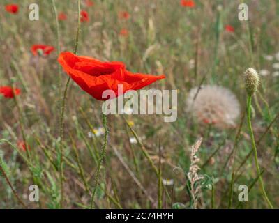 Closeup of a red big poppy flower growing in a meadow in the countryside. Stock Photo