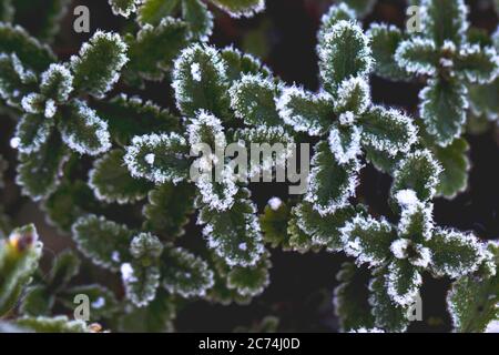 Ice crystals on leaves, Netherlands Stock Photo
