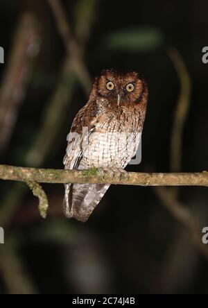 Black-capped screech owl, Variable screech owl (Megascops atricapilla), perches on a branch, Brazil Stock Photo