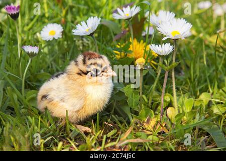 domestic fowl (Gallus gallus f. domestica), chick in a meadow with daisies, Netherlands, Ulrum Stock Photo