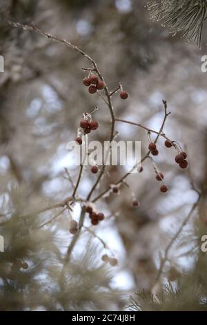 Small apples. Tree branches. Cold Stock Photo