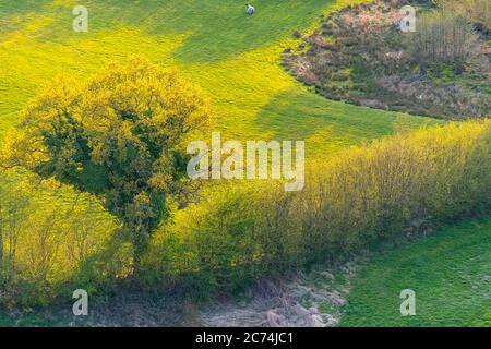 field landscape with hedge in spring, 27.04.2020, aerial view, Germany, Schleswig-Holstein Stock Photo