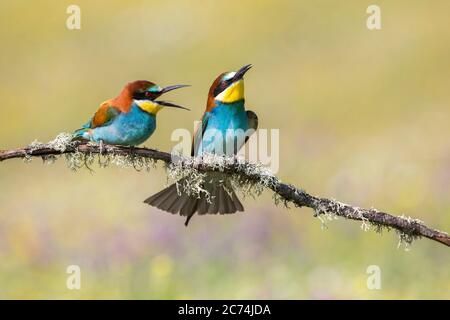 European bee eater (Merops apiaster), two perched on a branch and one calling, Spain Stock Photo