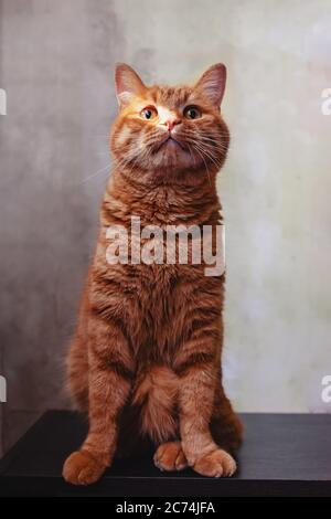 Funny ginger cat looking with interest in a distance sitting on the table at home Stock Photo
