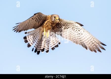 lesser kestrel (Falco naumanni), Female in flight, Spain Stock Photo