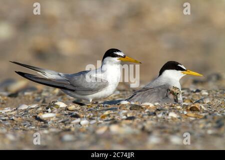 little tern (Sterna albifrons, Sternula albifrons), pair at their nest on the beach with one chick at a coastal site, Spain, Cadiz Stock Photo