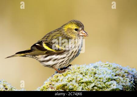 spruce siskin (Spinus spinus, Carduelis spinus), Eating small seeds on top of a frost covered mossy rock, Spain
