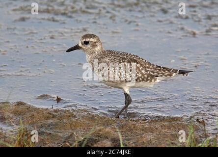 grey plover (Pluvialis squatarola), Non-breeding Grey Plover standing in a marshy area in early spring, Netherlands Stock Photo