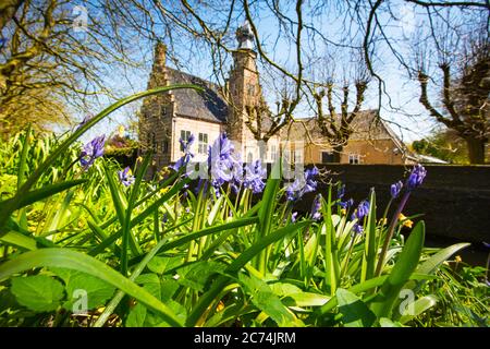 Atlantic bluebell (Hyacinthoides non-scripta, Endymion non-scriptus, Scilla non-scripta), blooming in a garden, Netherlands, Frisia, Poptaslot, Marsum Stock Photo