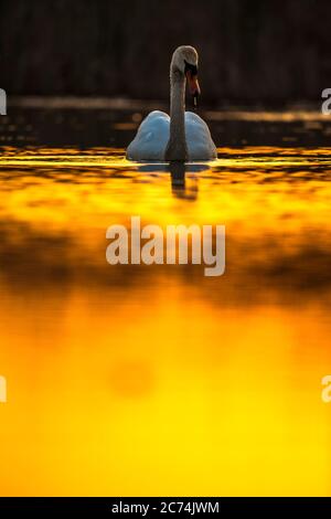 mute swan (Cygnus olor), swimming in a lake in the Danube delta, photographed with backlight, Romania, Danube Delta Stock Photo