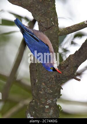 velvet-fronted nuthatch (Sitta frontalis), walks down a tree trunk, India Stock Photo