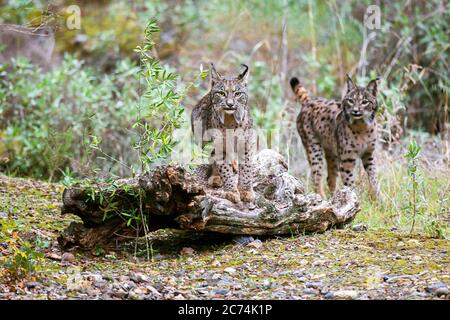 Iberian lynx (Lynx pardinus), stands on deadwood, Spain, Cordoba Stock Photo