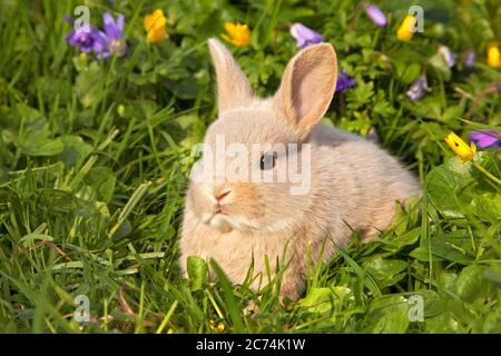 domestic rabbit (Oryctolagus cuniculus f. domestica), jungtier auf einer Wiese, Netherlands