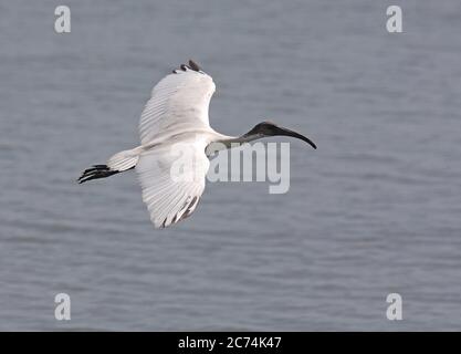 Oriental ibis, Oriental white ibis, Indian white ibis (Threskiornis melanocephalus), adult in flight over a lake, Sri Lanka Stock Photo