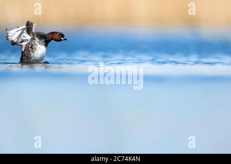 little grebe (Podiceps ruficollis, Tachybaptus ruficollis), swimming on the lake and flapping wings, side view, Netherlands, Drenthe Stock Photo