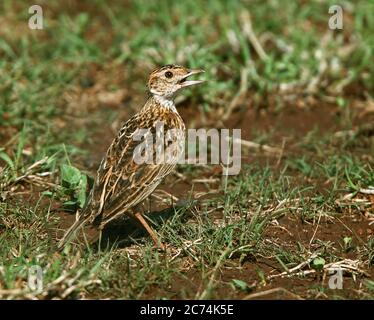 Sidamo Lark (Heteromirafra archeri sidamoensis, Heteromirafra sidamoensis ), Critically Endangered Sidamo Lark on the ground, Ethiopia Stock Photo