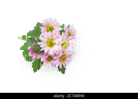 asters in pink color lie on white background Stock Photo