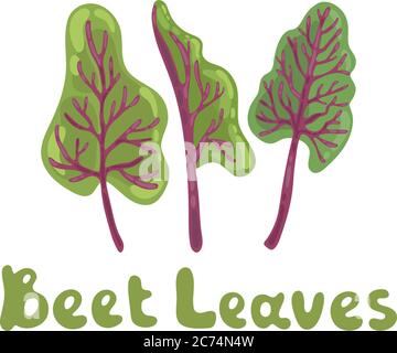 Beet leaves. Beet greens cute vector stock illustration. Fresh swiss chard leaves isolated on white. Botanical hand-drawn icon. Great for menu, farm Stock Vector