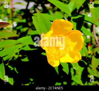 St. John's wort Hypericum Stock Photo