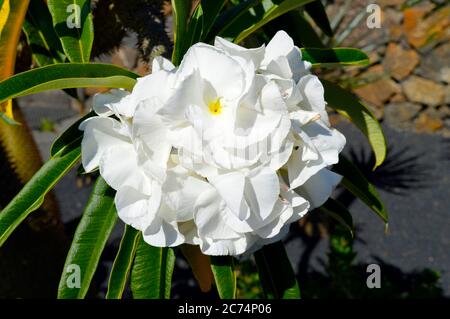 Pachypodium lamerei common name Madagascar palm Stock Photo