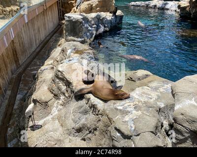 Orlando, FL/USA-7/12/20: A mother and pup sea lion resting on a rock  at the Pacific Point Preserve area at Seaworld in Orlando, Florida. Stock Photo