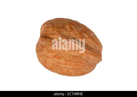 Walnut in its shell which have proven health benefits cut out and isolated on a white background Stock Photo