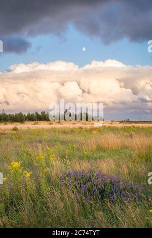 Meadow with tall grass and wildflowers. Large cumulus clouds loom in the distance. Stock Photo