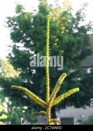 Top with crown and leader of spanish fir (Abies pinsapo) is illuminated by sunlight Stock Photo
