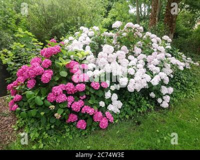 Colorful Hortensia or Hydrangea macrophylla flowers in a garden Stock Photo