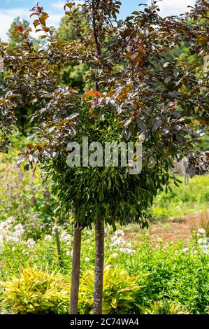 Botanical collection of medicinal or decorative plants and herbs, Viscum album or European mistletoe parasitic plant in summer Stock Photo