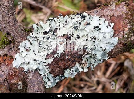 Lichen growing on a decaying tree trunkb in the autumn fall Stock Photo