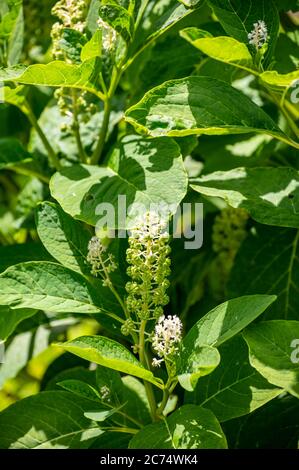 Botanical collection of poisonious plants and herbs, Phytolacca americana, or  American pokeweed, poke sallet, dragonberries plant in blossom Stock Photo
