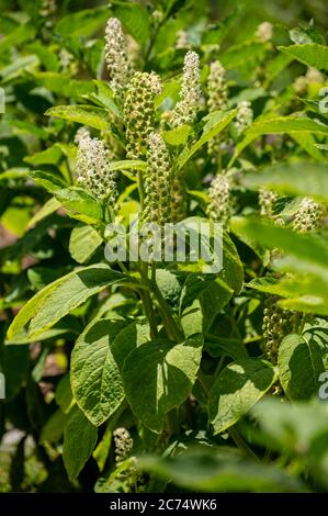 Botanical collection of poisonious plants and herbs, Phytolacca americana, or  American pokeweed, poke sallet, dragonberries plant in blossom Stock Photo