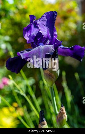 Blossom of big dark purple tall bearded iris flower in sunny garden Stock Photo