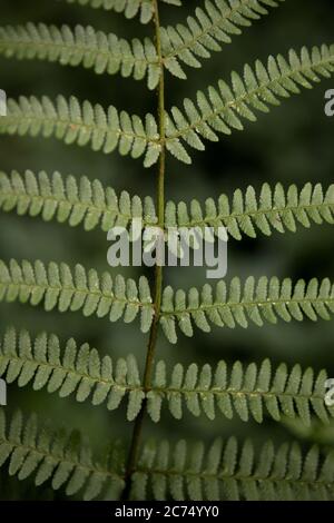 Close up of green fern leaves and stems in a dark UK woodland Stock Photo