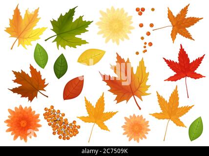 Big set of realistic vector leaves and flowers from different kind of trees isolated Stock Vector