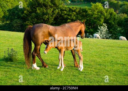 Pony and foal, Trefor, Lleyn peninsula, Gwynedd, North Wales. Stock Photo