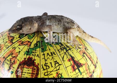 One Small Gecko Lizard and Globe on a White Background Stock Photo