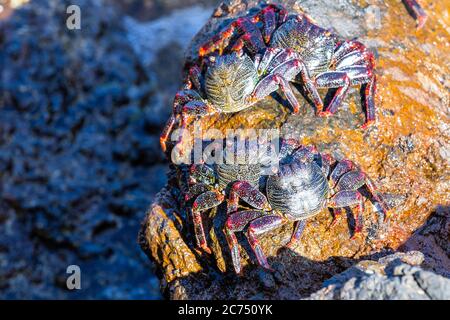 Red crabs on the stones at the ocean shore. Stock Photo