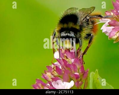 red-tailed bumblebee on oregano flower Stock Photo