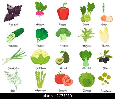 Set of different herbs and vegetables isolated on white. Stock Vector