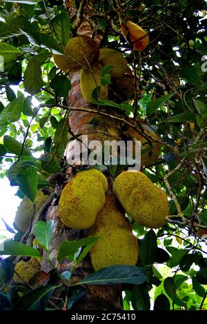 Giant jackfruit fruits on the trees in Zanzibar Stock Photo