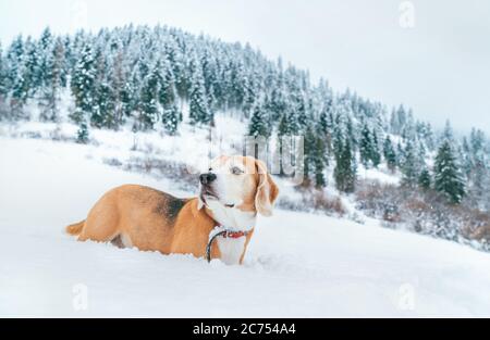Beagle dog in deep snow portrait on the snow field at mountain with spruce forest background. Stock Photo