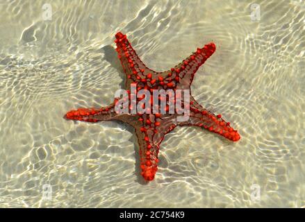 Live starfish on the beach in Nungwi, Zanzibar Stock Photo