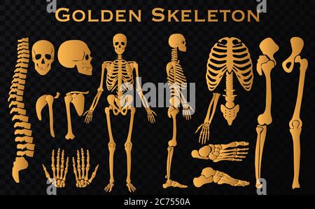 Golden luxury human bones skeleton silhouette collection set. High detailed Vector illustration Stock Vector